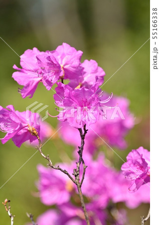 ゲンカイツツジ 55166338