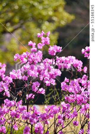 ゲンカイツツジ ゲンカイツツジ 55166345