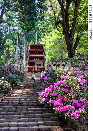 奈良県 女人高野 新緑の室生寺 五重の塔としゃくなげの写真素材