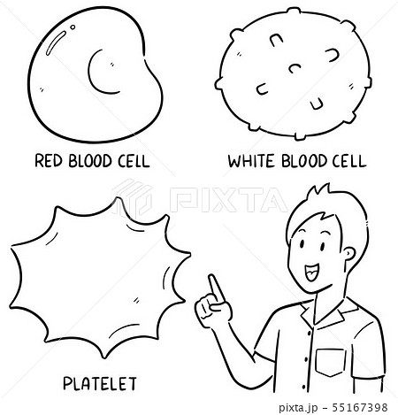 What does a red blood cell contain? Are there any diagrams? - Quora