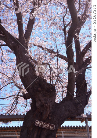 中村百年桜　町田市相原町 55167551