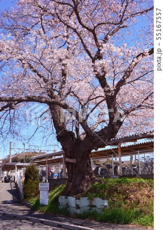 中村百年桜 町田市相原町の写真素材