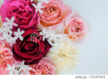 薔薇と羽衣ジャスミンの花びら、白背景 55167642