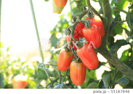 トマト栽培　サンマルツアーノリゼルバ 55167646