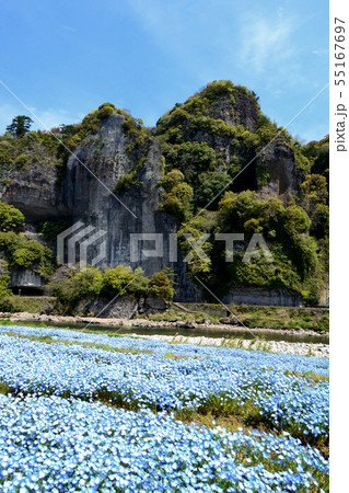 春の耶馬渓　ネモフィラの青い花に彩られた競秀峰・青の洞門の景観 55167697