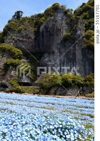 春の耶馬渓　ネモフィラの青い花に彩られた競秀峰・青の洞門の景観 55167701