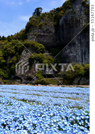 春の耶馬渓　ネモフィラの青い花に彩られた競秀峰・青の洞門の景観 55167703