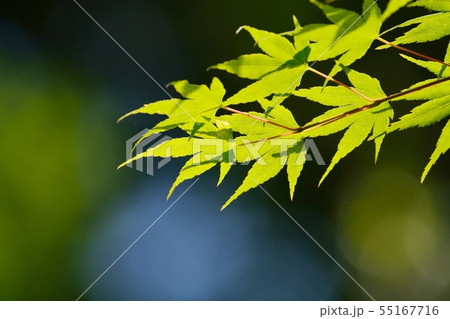 新緑のモミジ 55167716