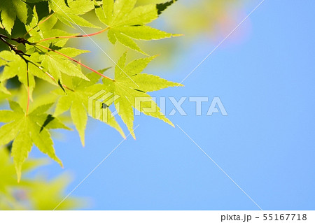 新緑のモミジ 55167718