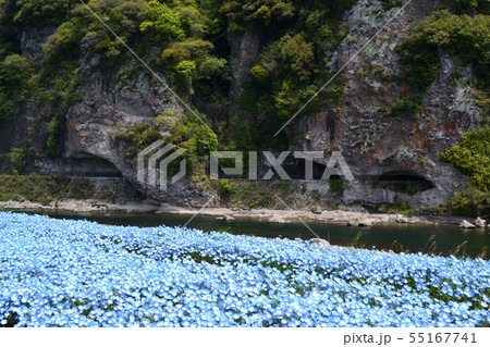 春の耶馬渓　ネモフィラの青い花に彩られた競秀峰・青の洞門の景観 55167741