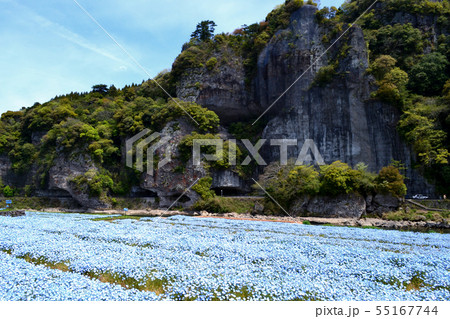 春の耶馬渓　ネモフィラの青い花に彩られた競秀峰・青の洞門の景観 55167744