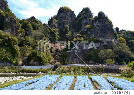 春の耶馬渓　ネモフィラの青い花に彩られた競秀峰・青の洞門の景観 55167745