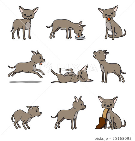 Cartoon chihuahua dog character 55168092