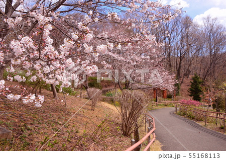 相原中央公園の桜　町田市 55168113