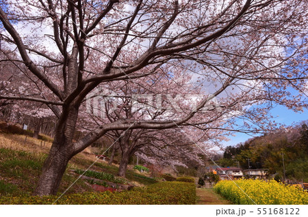 相原中央公園の桜　町田市 55168122