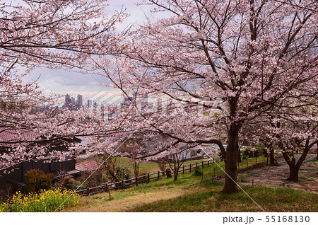 相原中央公園の桜 町田市の写真素材