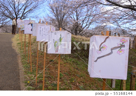相原中央公園の桜 町田市 相原中央公園の桜 町田市 55168144