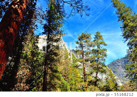 セコイアの巨木 セコイアの巨木 55168212