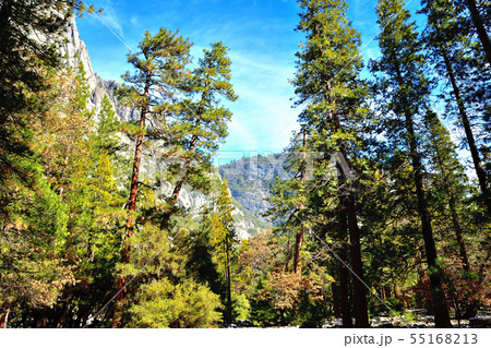 セコイアの巨木 セコイアの巨木 55168213