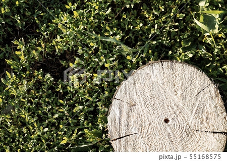 Cutting down trees. Sawn logs lying on the grass. 55168575