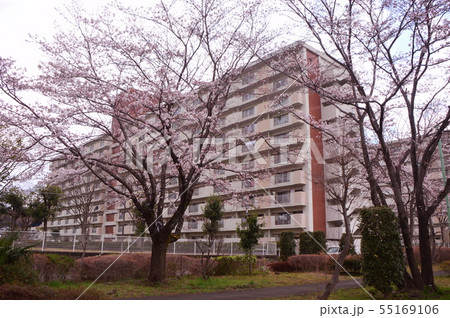 武蔵岡団地の桜　町田市 55169106