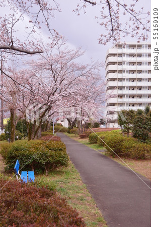 武蔵岡団地の桜　町田市 55169109