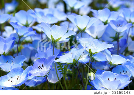 春に咲く可愛い青色の花 ネモフィラの写真素材