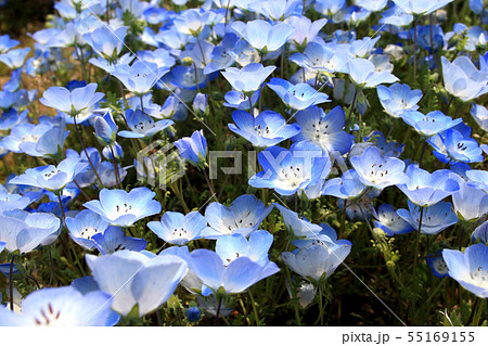 春に咲く可愛い青色の花 ネモフィラの写真素材