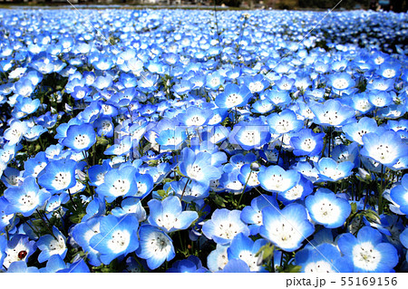 春に咲く可愛い青色の花 ネモフィラの写真素材