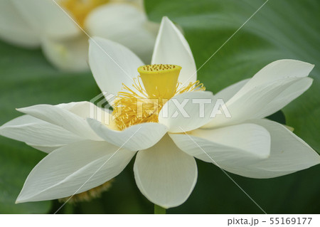 風景 自然 韓国 55169177