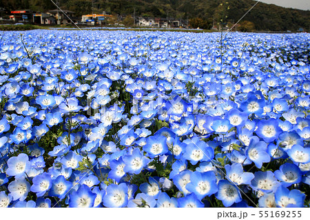 春に咲く可愛い青色の花 ネモフィラの写真素材