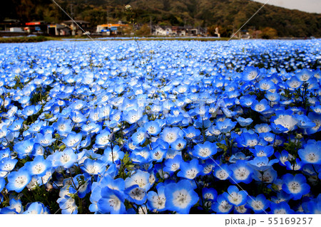 春に咲く可愛い青色の花　ネモフィラ 55169257