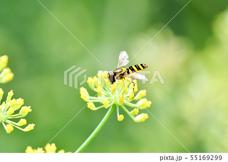 ヒメヒラタアブの仲間 ヒメヒラタアブの仲間 55169299