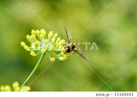 ヒメヒラタアブの仲間 55169303