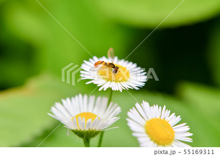 ヒメヒラタアブの仲間 ヒメヒラタアブの仲間 55169311