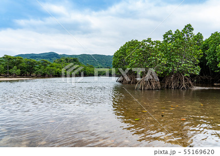 沖縄　石垣島　吹通川マングローブ群落 55169620