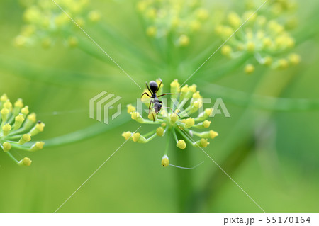 クロヤマアリ 55170164