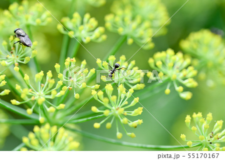 クロヤマアリ 55170167