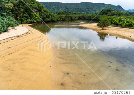 沖縄　石垣島　吹通川マングローブ群落 55170262
