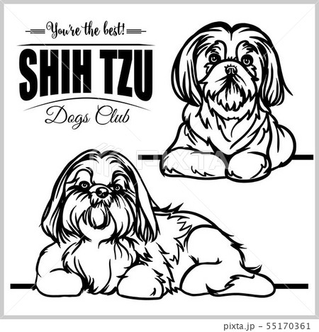 Shih Tzu - vector set isolated illustration on white background 55170361
