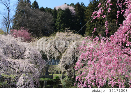 シダレザクラの名刹 二本松市の本久寺 シダレザクラの名刹 二本松市の本久寺 55171003