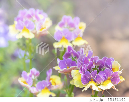 ネメシアの花の写真素材