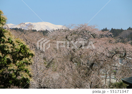 名刹本久寺のサクラと共演する残雪輝く安達太良山 名刹本久寺のサクラと共演する残雪輝く安達太良山 55171347