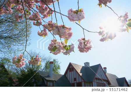 北海道知事公館裏庭・桜 北海道知事公館裏庭・桜 55171462
