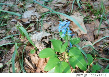 北海道知事公館前庭・エゾエンゴサク 55171463