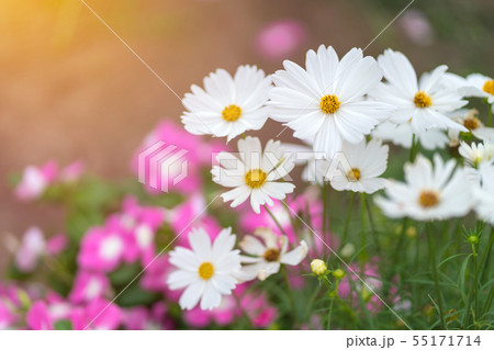 Cosmos colorful flower in the beautiful garden 55171714