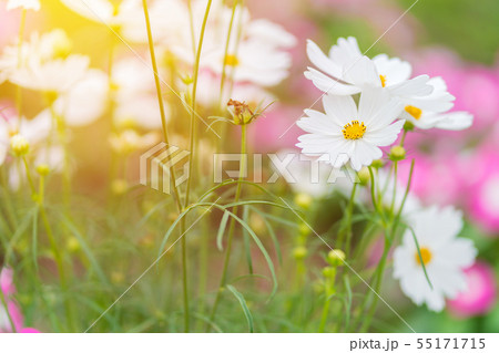 Cosmos colorful flower in the beautiful garden 55171715