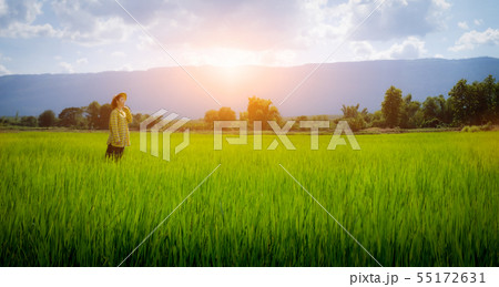 Woman farmer staring green rice seedlings in a pad 55172631