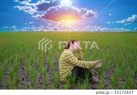 Woman farmer staring green rice seedlings in a pad Woman farmer staring green rice seedlings in a pad 55172637