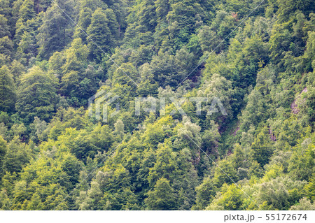 Thick green forest on the hillside. Spring colors Thick green forest on the hillside. Spring colors 55172674